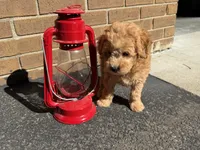 Maltipoo, a male Maltipoo for sale in Hamilton, OH – 3 of 10