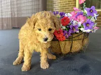 Maltipoo, a female Maltipoo for sale in Hamilton, OH – 2 of 7