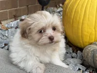 Shih-Poo, a female Shihpoo for sale in Hamilton, OH – 3 of 5
