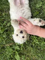 Maltipoo, a male Maltipoo for sale in Hamilton, OH – 3 of 8