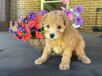 Maltipoo, a female Maltipoo for sale in Hamilton, OH – 5 of 7