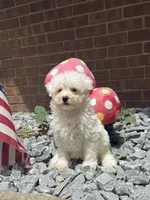 Maltipoo, a male Maltipoo for sale in Hamilton, OH – 10 of 10
