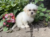 Shorkie, a female Shorkie for sale in Hamilton, OH – 9 of 9