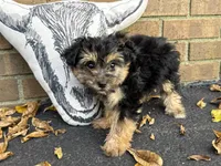 Shorkie, a female Shorkie for sale in Hamilton, OH – 3 of 7