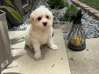 Maltipoo, a male Maltipoo for sale in Hamilton, OH – 6 of 6