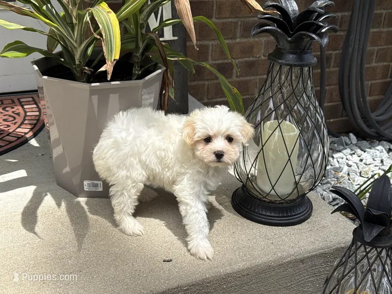 Maltipoo – Maltipoo puppy for sale in Hamilton, OH