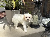 Maltipoo, a male Maltipoo for sale in Hamilton, OH – 1 of 6