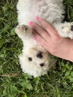 Maltipoo, a male Maltipoo for sale in Hamilton, OH – 2 of 8
