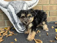 Shorkie, a female Shorkie for sale in Hamilton, OH – 6 of 7