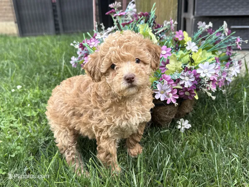 Maltipoo – Maltipoo puppy for sale in Hamilton, OH