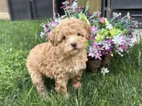 Maltipoo, a female Maltipoo for sale in Hamilton, OH – 1 of 7