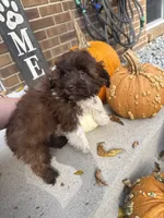 Shih-Poo, a male Shihpoo for sale in Hamilton, OH – 7 of 9