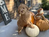 Maltipoo, a female Maltipoo for sale in Hamilton, OH – 4 of 9