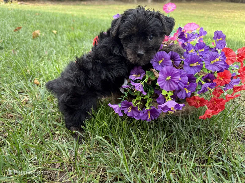 Shorkie – Shorkie puppy for sale in Hamilton, OH