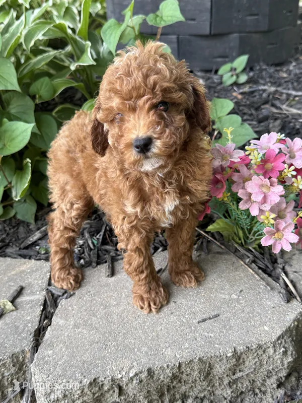 Maltipoo – Maltipoo puppy for sale in Hamilton, OH