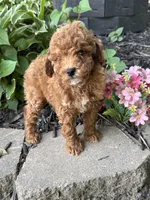 Maltipoo, a female Maltipoo for sale in Hamilton, OH – 1 of 10
