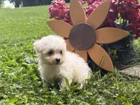 Maltipoo, a female Maltipoo for sale in Hamilton, OH – 4 of 8