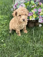 Maltipoo, a female Maltipoo for sale in Hamilton, OH – 5 of 7