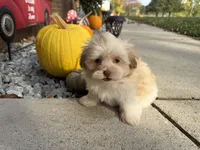 Shih-Poo, a female Shihpoo for sale in Hamilton, OH – 5 of 5