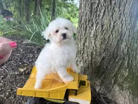 Maltipoo, a male Maltipoo for sale in Hamilton, OH – 2 of 8