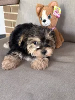 Shorkie, a female Shorkie for sale in Hamilton, OH – 1 of 8