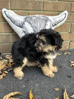 Shorkie, a female Shorkie for sale in Hamilton, OH – 4 of 7