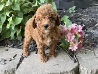 Maltipoo, a female Maltipoo for sale in Hamilton, OH – 2 of 10