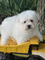 Maltipoo, a male Maltipoo for sale in Hamilton, OH – 6 of 8