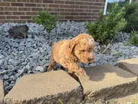 Maltipoo, a male Maltipoo for sale in Hamilton, OH – 9 of 10