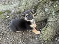 Pekachi, a male Chihuahua and Pekingese for sale in Hamilton, OH – Photo 7 of 8