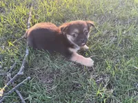 Pekachi, a male Chihuahua and Pekingese for sale in Hamilton, OH – Photo 8 of 8