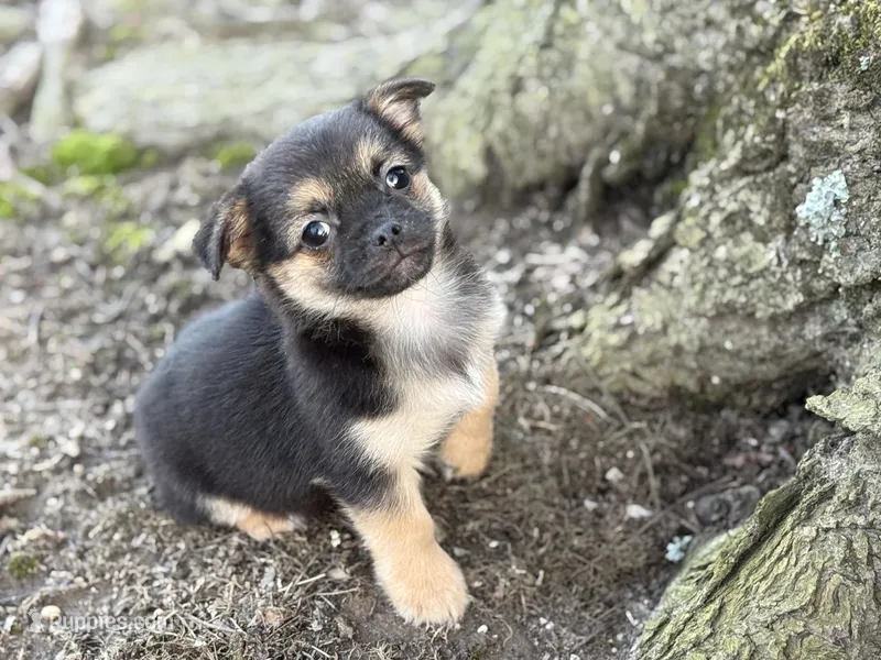 Pekachi – Chihuahua, Pekingese puppy for sale in Hamilton, OH