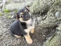 Pekachi, a male Chihuahua and Pekingese for sale in Hamilton, OH – Photo 1 of 8