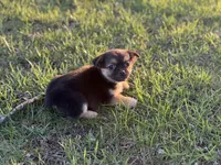 Pekachi, a male Chihuahua and Pekingese for sale in Hamilton, OH – Photo 4 of 8