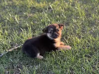 Pekachi, a male Chihuahua and Pekingese for sale in Hamilton, OH – Photo 2 of 8