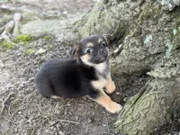Pekachi, a male Chihuahua and Pekingese for sale in Hamilton, OH – Photo 3 of 8