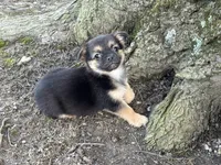 Pekachi, a male Chihuahua and Pekingese for sale in Hamilton, OH – Photo 6 of 8