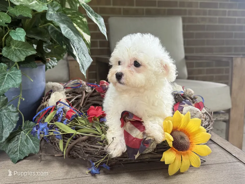 Maltipoo – Maltipoo puppy for sale in Hamilton, OH