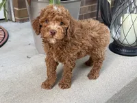 Maltipoo, a male Maltipoo for sale in Hamilton, OH – 2 of 8
