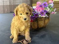Maltipoo, a female Maltipoo for sale in Hamilton, OH – 4 of 7