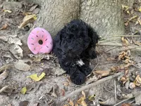 Maltipoo, a female Maltipoo for sale in Hamilton, OH – 1 of 6