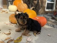 Shorkie, a male Shorkie for sale in Hamilton, OH – 4 of 7