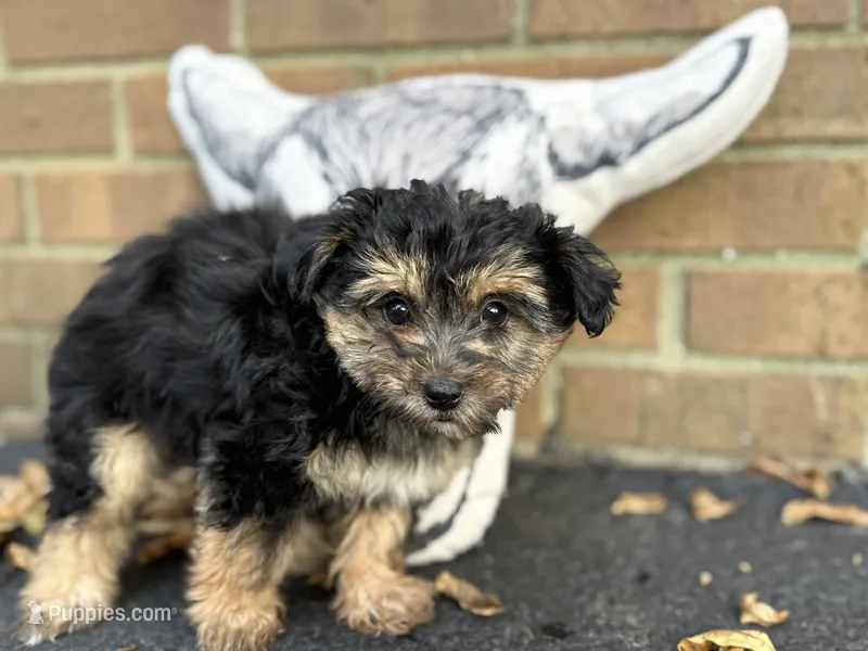 Shorkie – Shorkie puppy for sale in Hamilton, OH