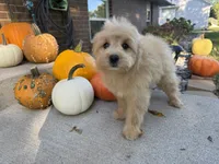 Morkie, a male Morkie for sale in Hamilton, OH – 2 of 10