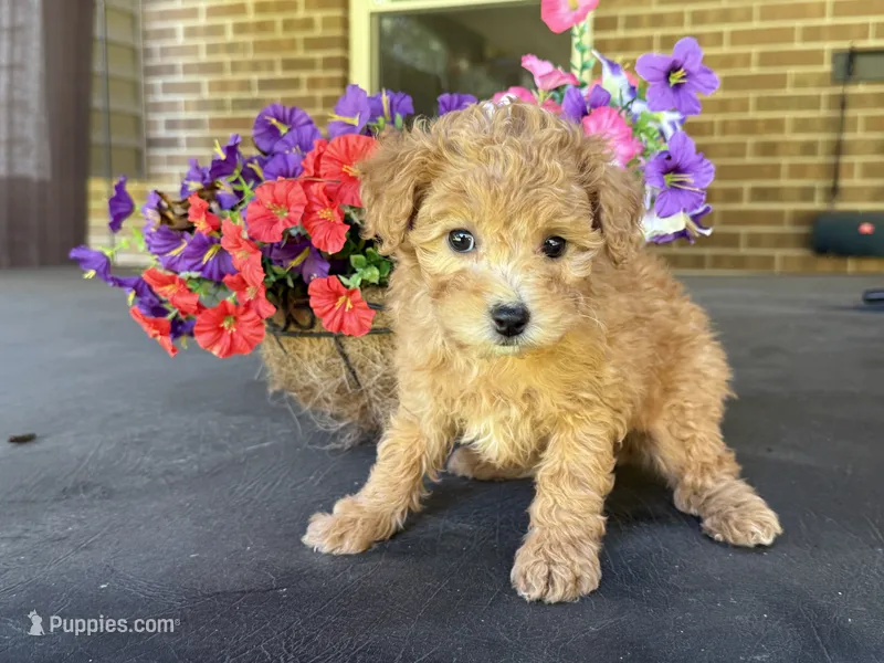 Maltipoo – Maltipoo puppy for sale in Hamilton, OH