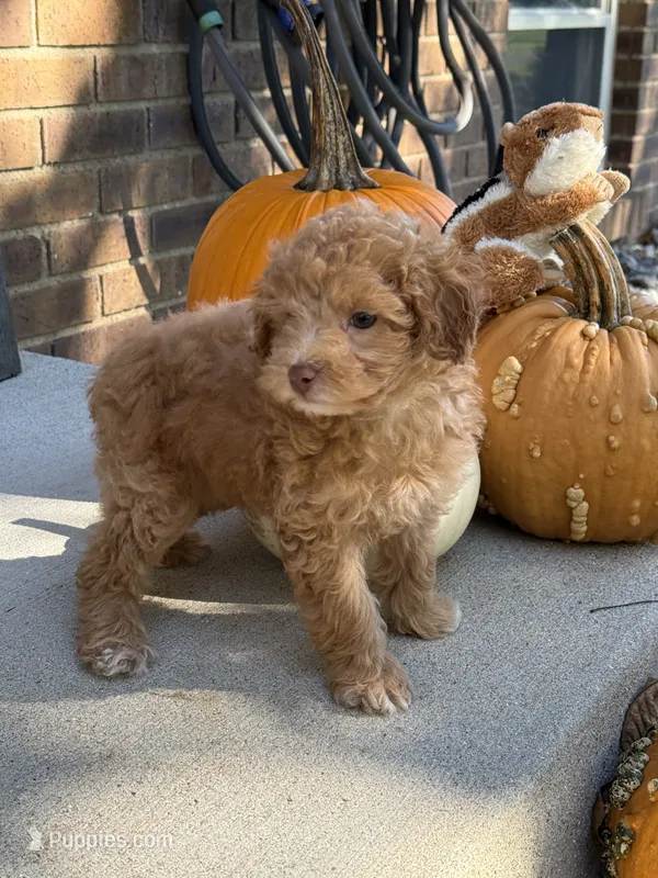 Maltipoo – Maltipoo puppy for sale in Hamilton, OH