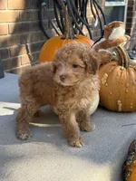 Maltipoo, a female Maltipoo for sale in Hamilton, OH – 1 of 9