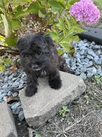 Morkie, a female Morkie for sale in Hamilton, OH – 10 of 10