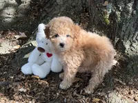 Maltipoo, a female Maltipoo for sale in Hamilton, OH – 3 of 8