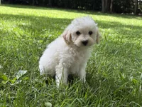 Maltipoo, a male Maltipoo for sale in Hamilton, OH – 5 of 8